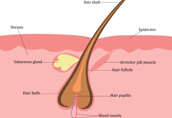 What is a hair follicle?