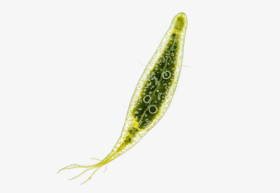 Euglena