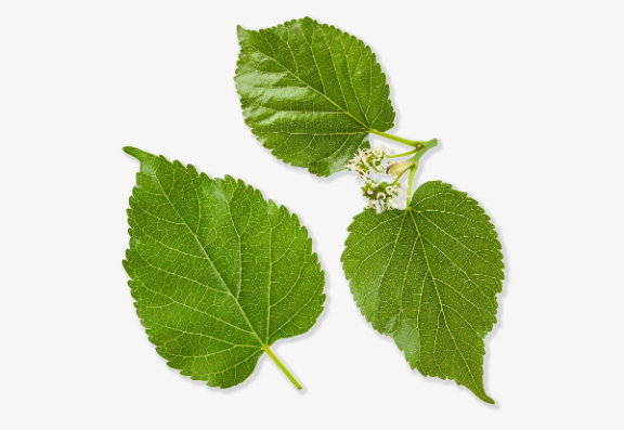 Mulberry Leaf Extract