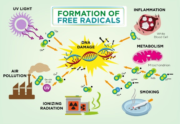 What are free radicals & oxidative stress?