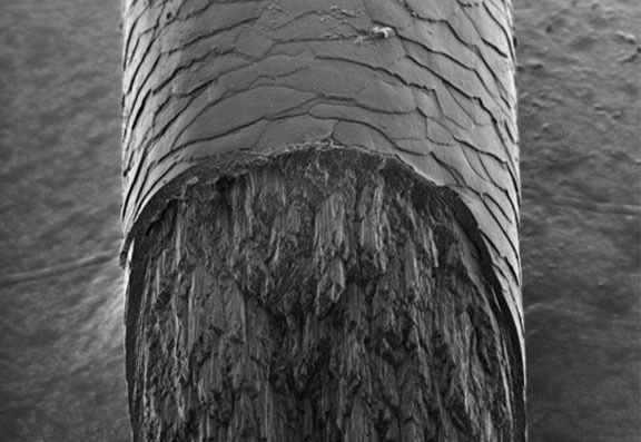 Magnification of human hair