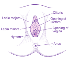 Female Genitalia Diagram